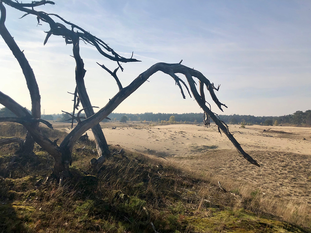 wandelen-wekeromse-zand