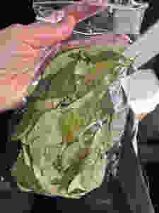 Coca blad