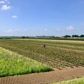 Mijn 'wandelhart' klopt: op stap met Omroep Gelderland