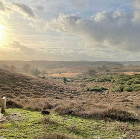 Zevenheuvelenroutes wandelen op de Veluwezoom