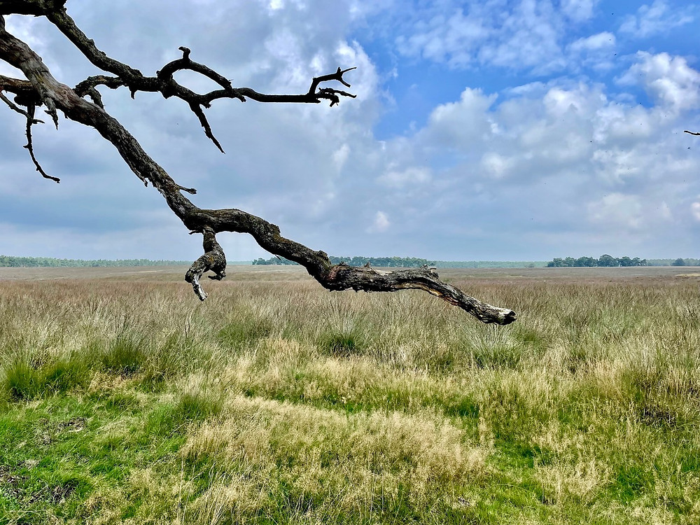 wandelen-deelerwoud