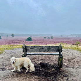 Natuurpad Renderklippen Epe / Heerde: prachtige wandeling over de hei
