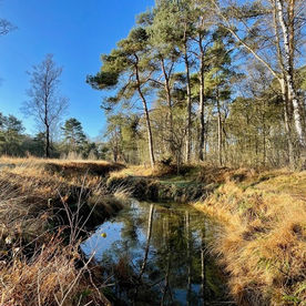 Klompenpad Molenbeek: Renkums beekdal op zijn best