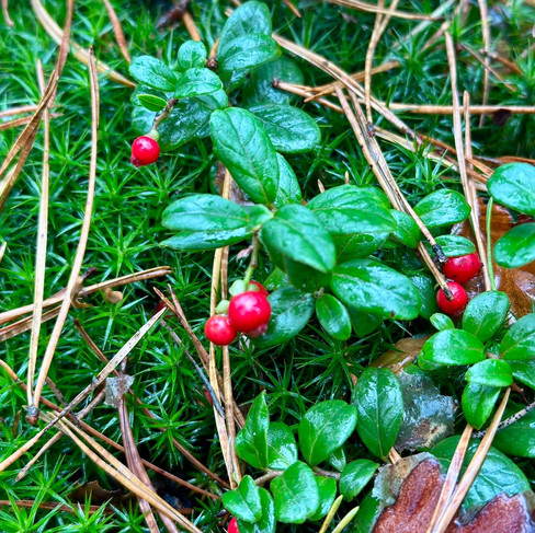 wandelen-leuvenumse-bos