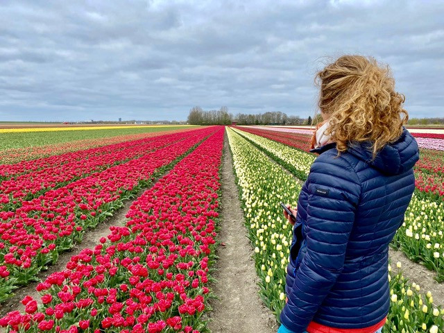 flevoland-tulpenroute
