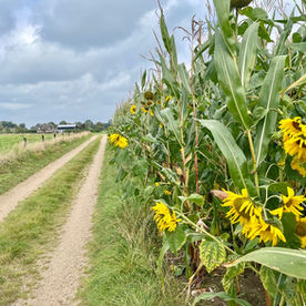 Rust en ruimte op Klompenpad Loobrinkerpad in Emst