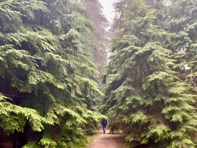 wandelroute-speulderbos