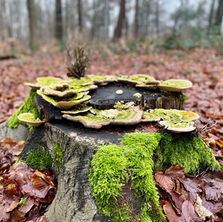 10 x Heerlijke herfstwandelingen in Gelderland en Utrecht