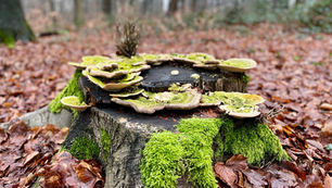 10 x Heerlijke herfstwandelingen in Gelderland en Utrecht