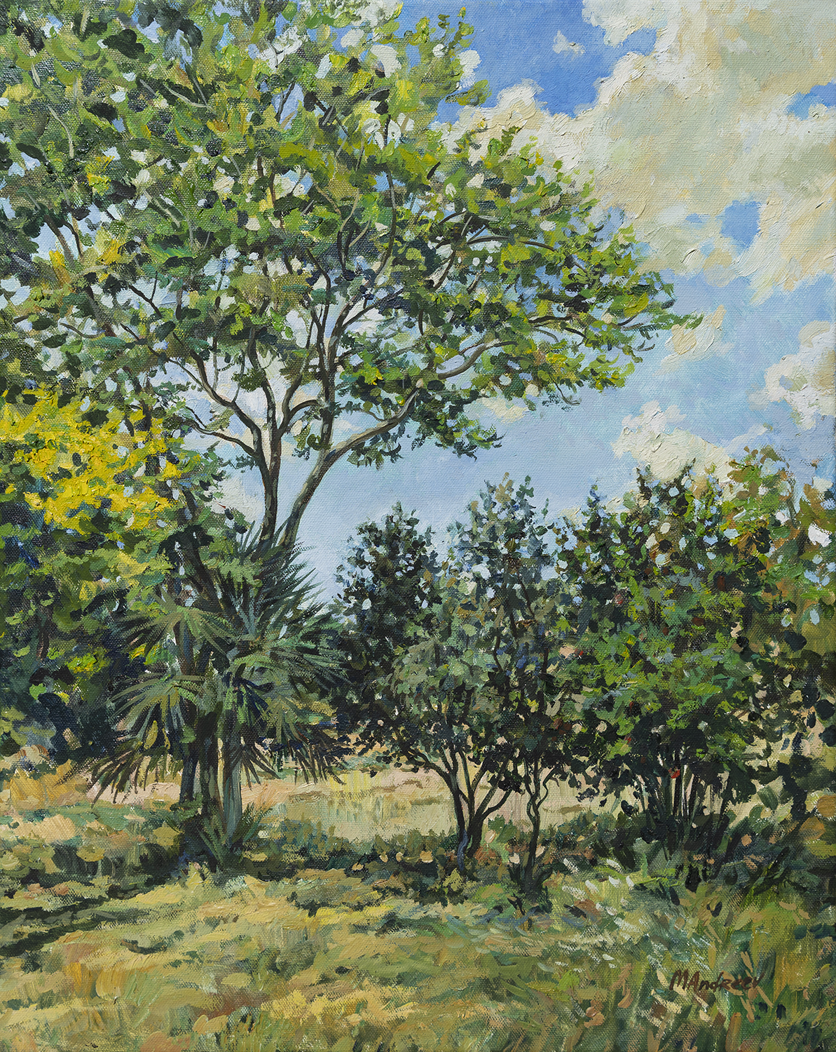 Trees of Galilee | Print