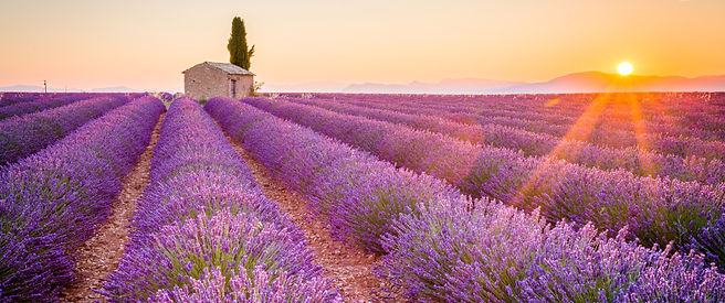Sunrises_and_sunsets_Fields_Lavandula_Provence_600682_3840x2400_edited.jpg