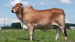 Red Brahman Cow