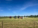 IMG_7231.jpeg