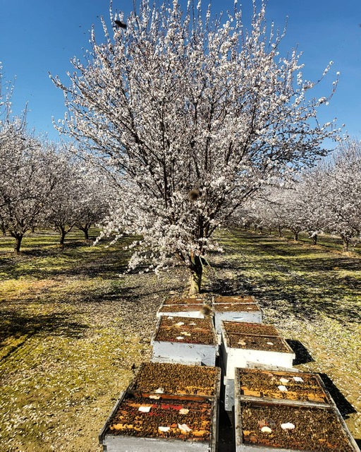 Almond Pollination