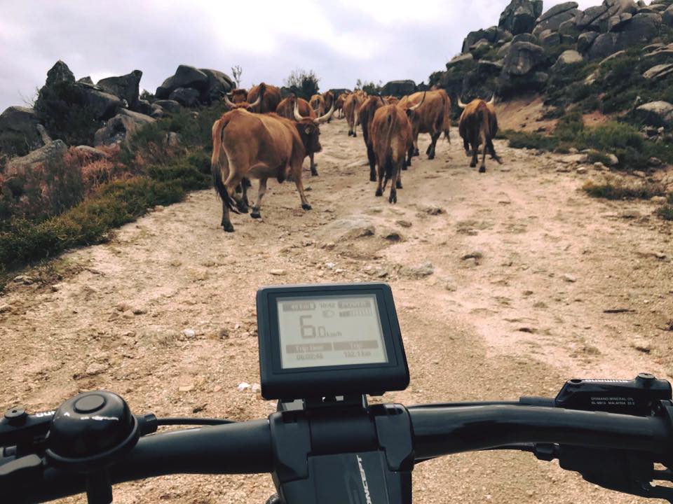 Kalkhoff Integrale i10