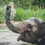 Thumbnail: 🐘🌿 Joint Tour | Koh Samui: Elephant Jungle Sanctuary