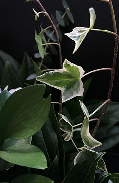 ivy leaves