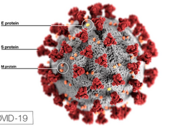 About The Newest Member of the Coronavirus Family
