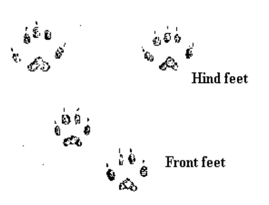 Deer Mouse Tracks