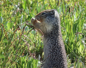 A Columbian ground squirrel stands on its hind legs and nibbles on clover and grass