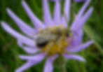 A bee on a purple flower