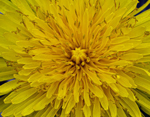 A closeup of a yellow dandelion flower