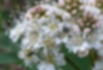 Beetles on small white and pink flowers