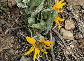 Two yellow flowers rest on the ground with fairly wrinkled leaves