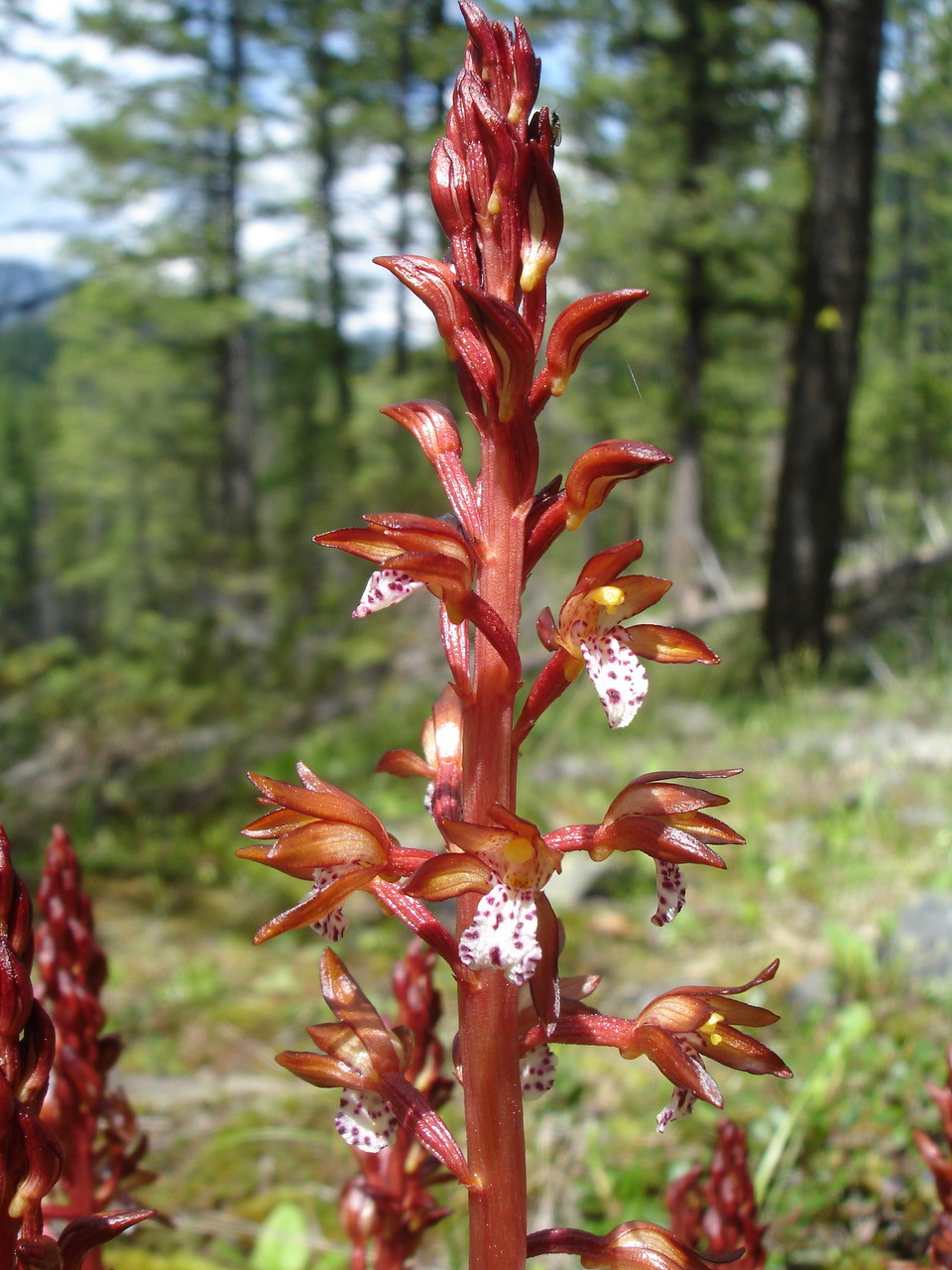 Red coral root plant