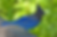 Stellers Jay