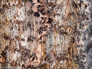 Seeing patterns in nature