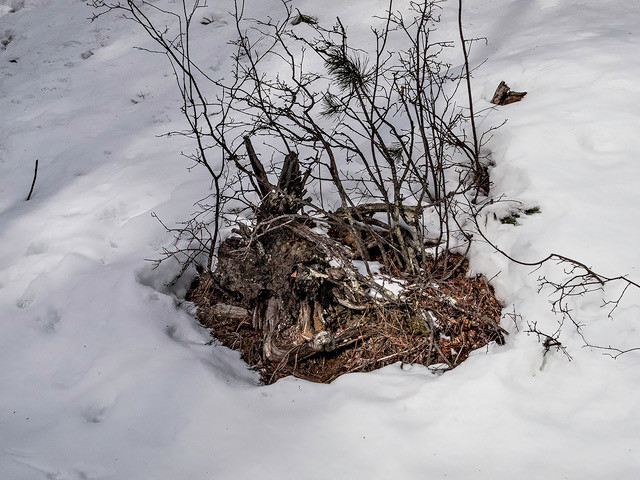 A small tangle of brush and wood surrounded by snow