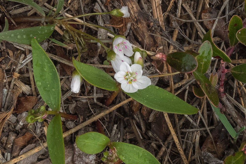 A couple of pale pink flowers emerge from the forest floor in a closeup shot