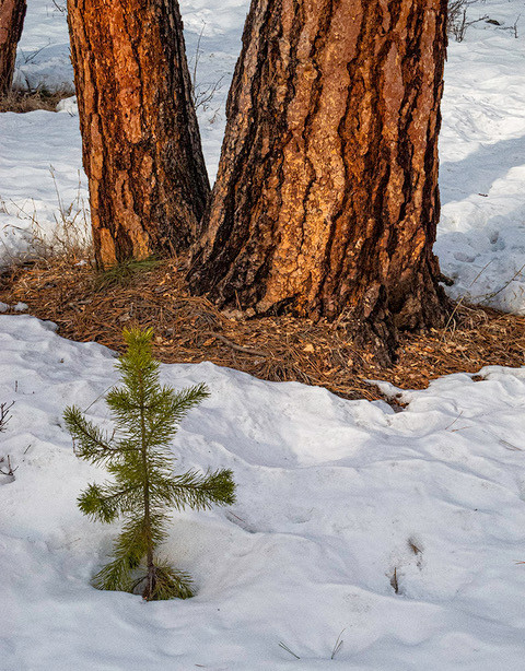 Snow has melted from around the base of the trunks of two Ponderosa pines, though it remains on the ground