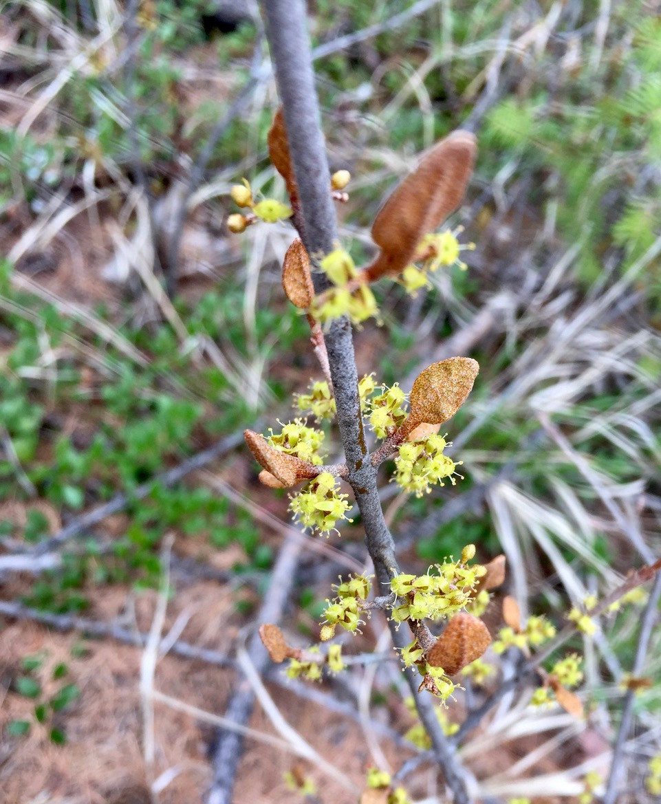 Small arrow-shaped leaves and yellow flowers on a branch