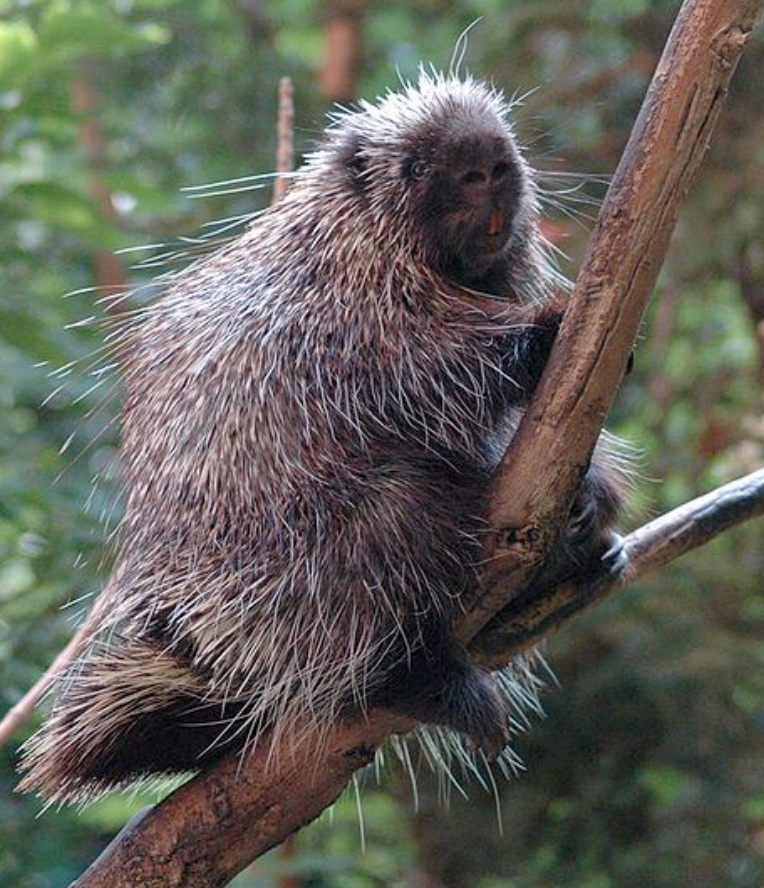 Porcupine