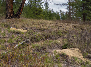 A grassy hillside with several sandy piles excavated by ground squirrels