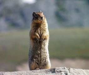 A ground squirrel stands on a rock, alert to its surroundings
