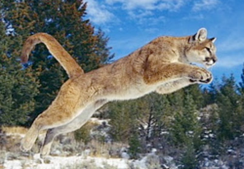Cougar