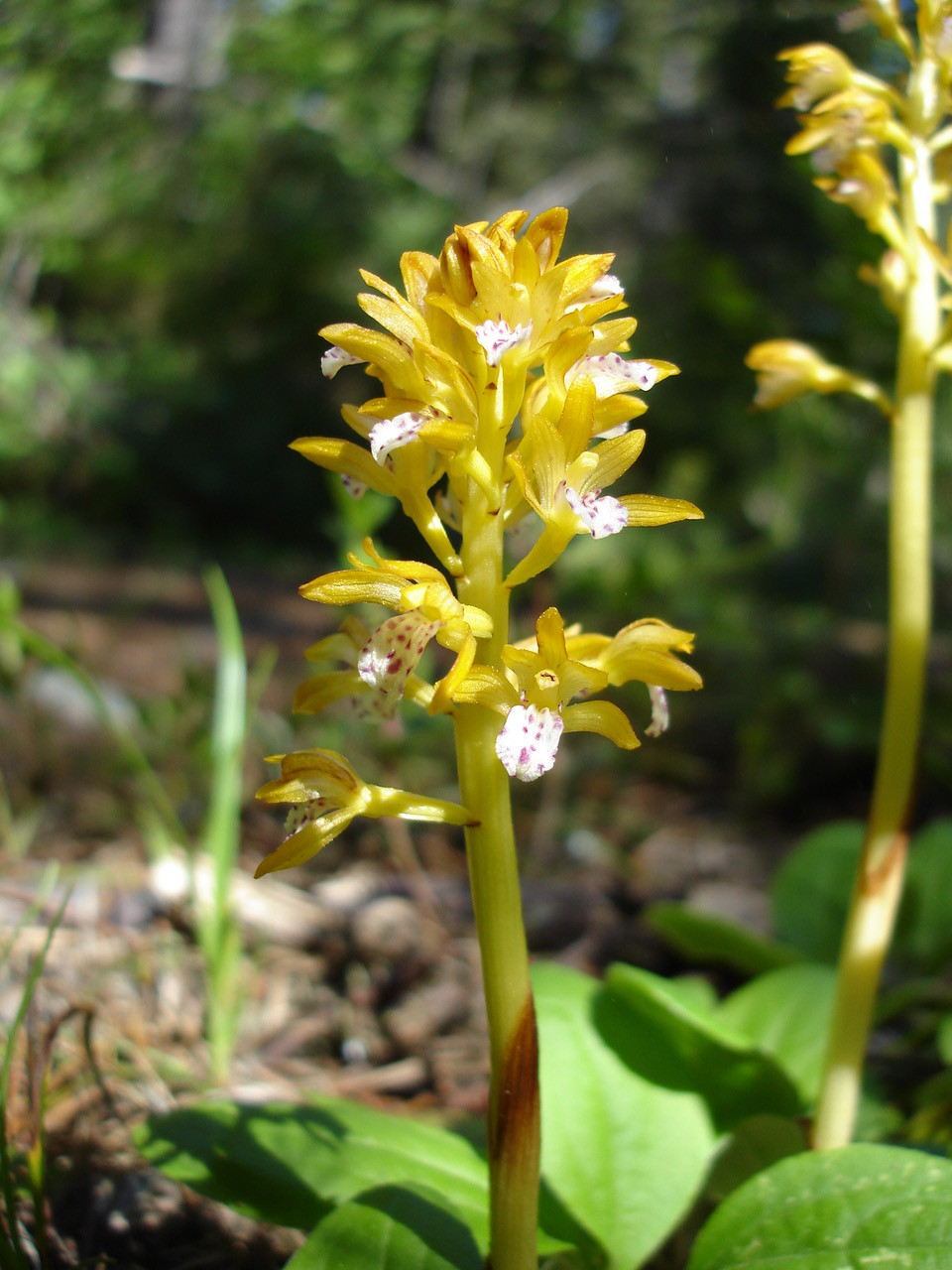 Yellow coral root plant