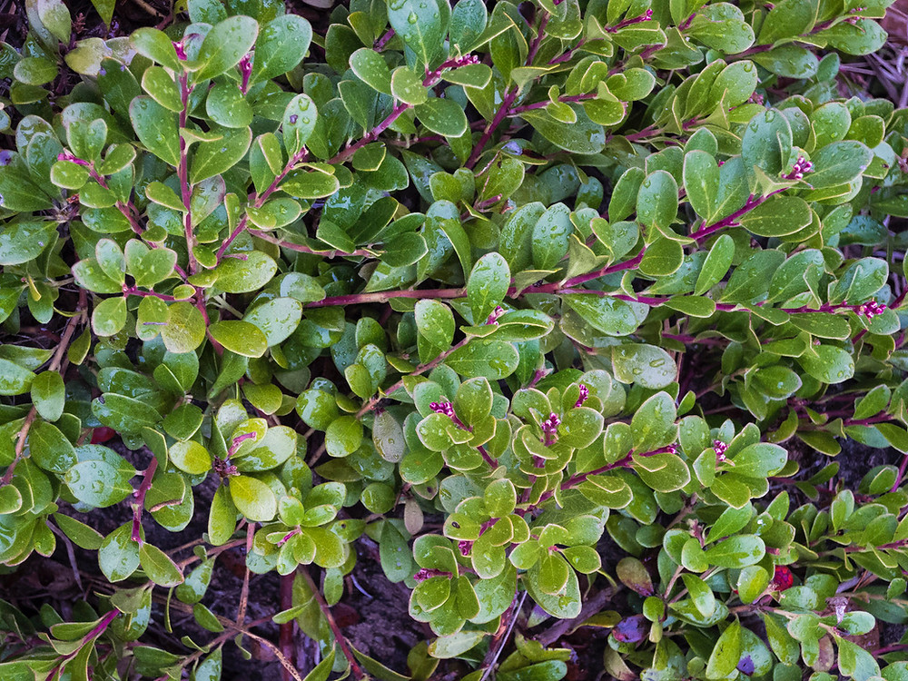 A closeup of vibrant green kinnikinnick leaves covered in raindrops