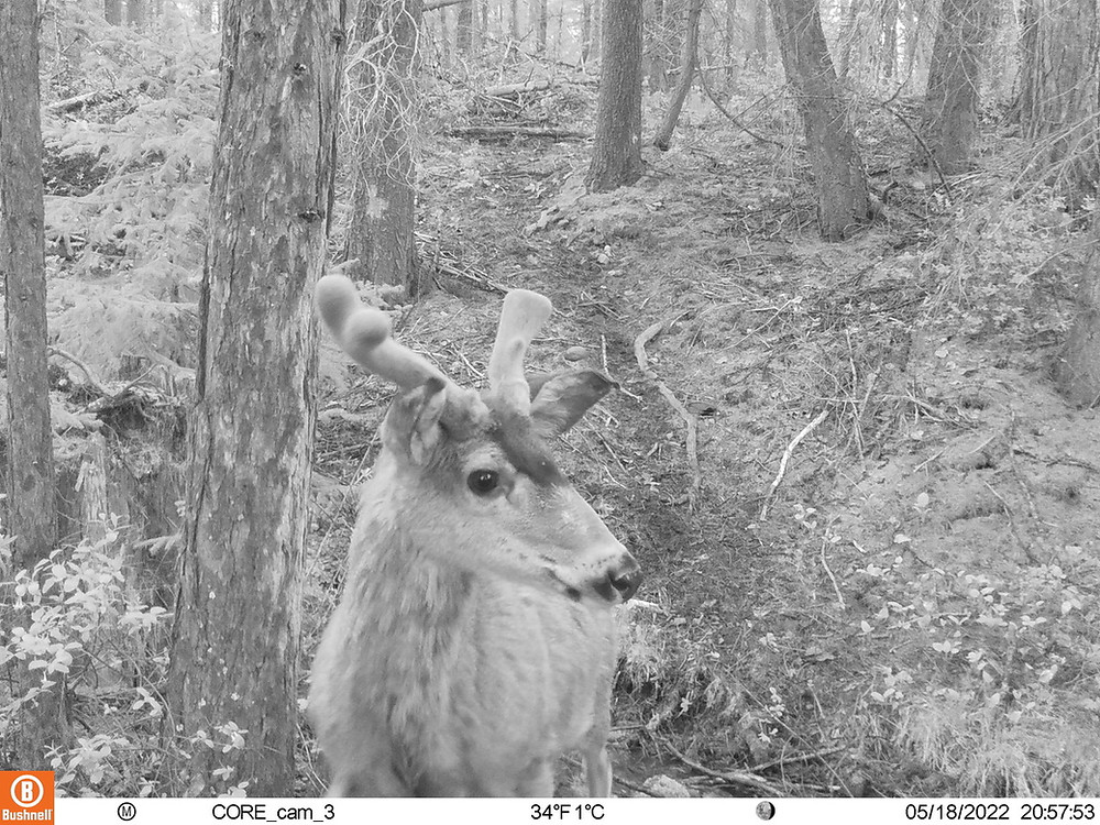 A buck in the forest at night, in black and white