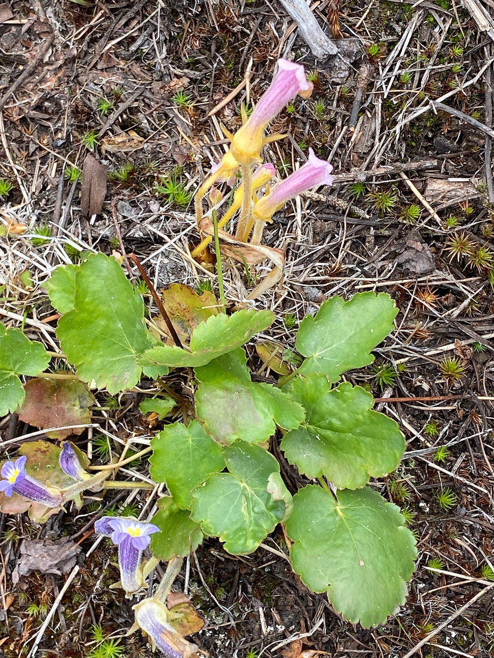 A closeup of a plant with green leaves and bell-shaped purple flowers