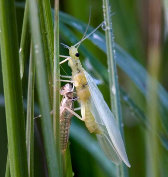 Stoneflies