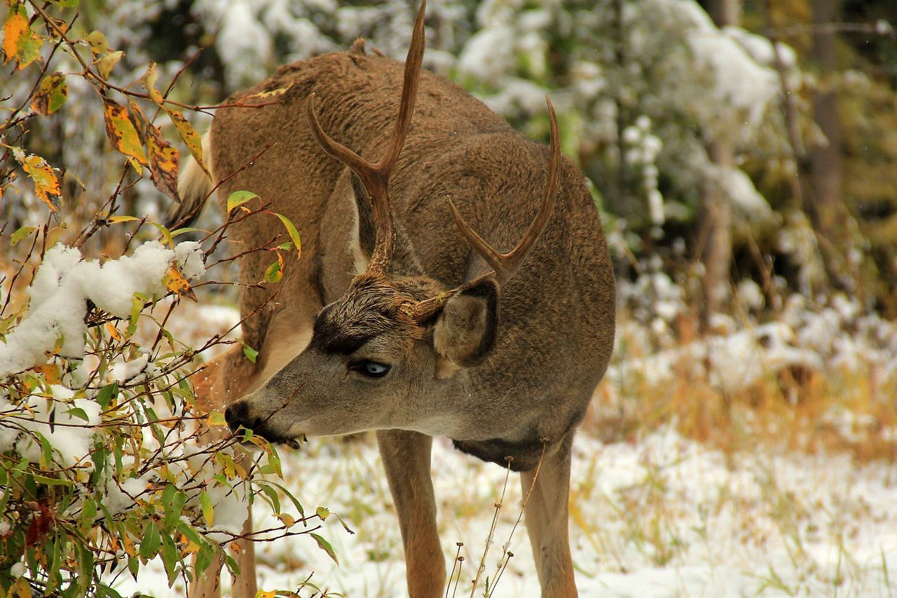 Wildlife Honourable Mention