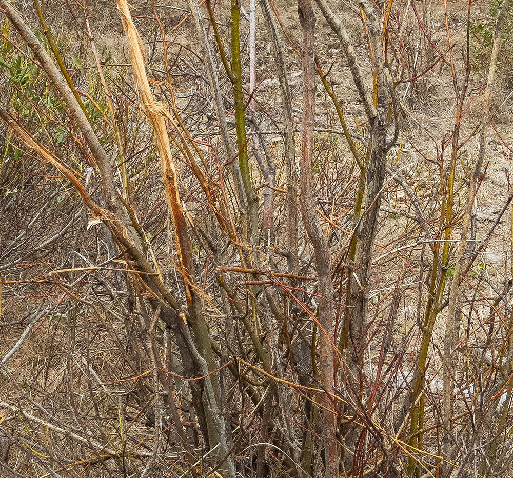 Willows chewed by deer