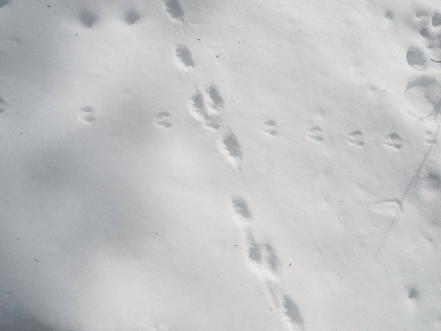 Two sets of different animal tracks meet at a perpendicular intersection