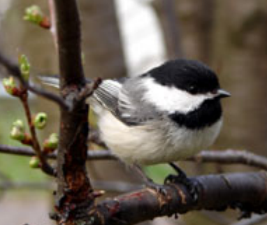 Chickadees
