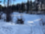 A frozen pond under snow, surrounded by trees
