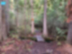 A wooden bridge over a creek surrounded by cedars